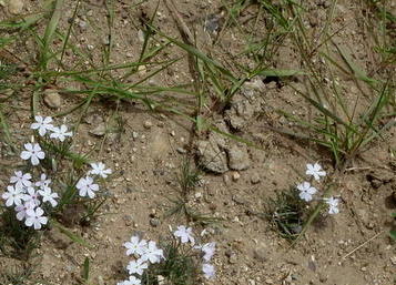 GDMBR: Like Phlox but much smaller.